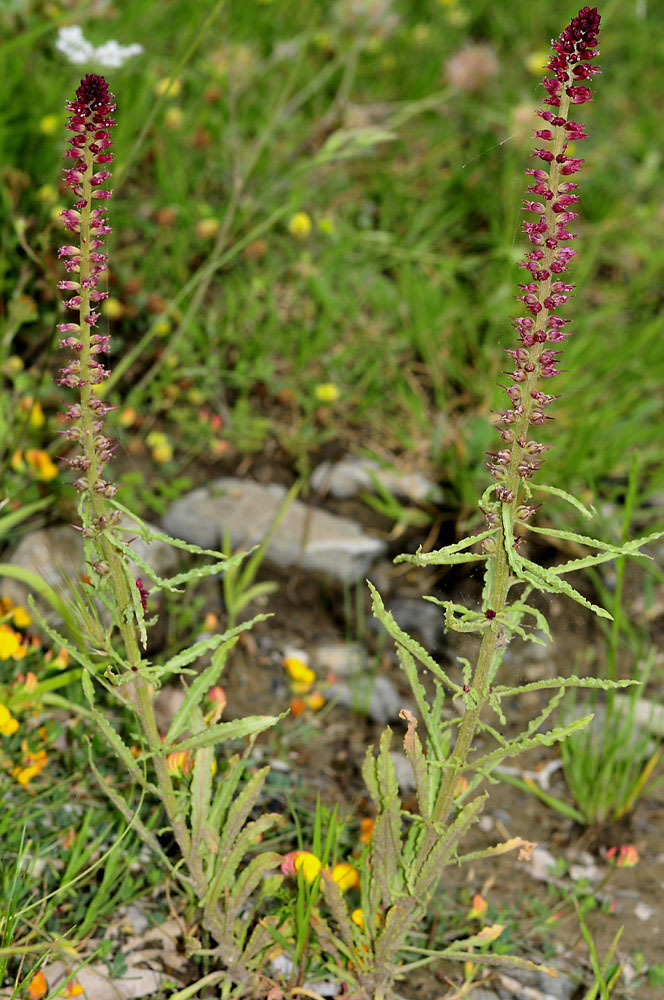 dalla Grecia:  Lysimachia atropurpurea (Primulaceae)